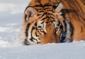 TGR 02 LS0009 01
Close-Up Of Siberian Tiger Resting In Snow