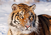 TGR 02 LS0010 01
Close-Up Of Siberian Tiger In Snow