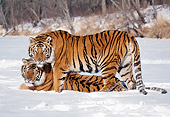 TGR 02 LS0011 01
Two Siberian Tigers Mating In Snow