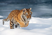 TGR 02 MC0002 01
Siberian Tiger Running Through Snow