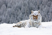 TGR 02 MC0004 01
Snow-Covered Siberian Tiger Laying On Snow East Asia