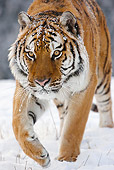 TGR 02 MC0005 01
Close-Up Of Siberian Tiger Walking Through Snow East Asia