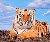 TGR 02 RK0002 01
Bengal Tiger.
