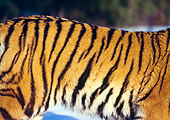 TGR 02 RK0014 02
Siberian Tiger Close-Up