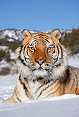 TGR 02 KH0001 01
Close-Up Of Siberian Tiger Laying In Snow