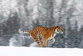 TGR 02 KH0004 01
Siberian Tiger Running In Snow
