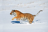 TGR 02 KH0005 01
Siberian Tiger Running In Snow