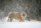 TGR 02 KH0006 01
Siberian Tiger Walking In Snowstorm