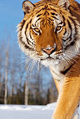 TGR 02 KH0007 01
Close-Up Of Siberian Tiger Walking In Snow