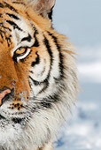 TGR 02 KH0008 01
Close-Up Of Siberian Tiger In Snow