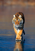 TGR 02 KH0011 01
Siberian Tiger Walking On Beach