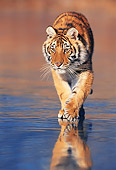 TGR 02 KH0012 01
Siberian Tiger Walking On Beach