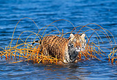 TGR 02 KH0013 01
Siberian Tiger Standing In Reeds In Lake