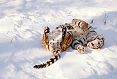 TGR 02 LS0002 01
Overhead Shot Of Siberian Tiger Laying On Back On Snow