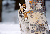TGR 02 LS0005 01
Portrait Head Shot Of Siberian Tiger Hiding Behind Tree In Snow