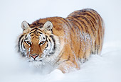 TGR 02 LS0006 01
Siberian Tiger Walking In Deep Snow