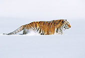 TGR 02 LS0007 01
Siberian Tiger Walking In Deep Snow