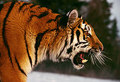 TGR 02 RK0013 01
Profile Head Shot Of Siberian Tiger