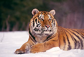 TGR 02 RK0015 18
Siberian Tiger Laying In Snow Facing Camera Mouth Open Montana