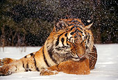 TGR 02 RK0017 01
Head Shot Of Siberian Tiger Laying On Snow 
Montana
