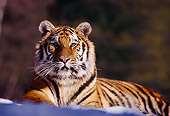 TGR 02 RK0025 01
Siberian Tiger Laying On Snow Facing Camera Trees Background