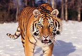 TGR 02 RK0029 01
Siberian Tiger Running Towards Camara On Snow