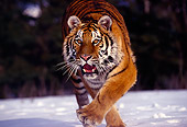 TGR 02 RK0029 05
Siberian Tiger Running Towards Camara On Snow