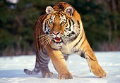TGR 02 RK0030 01
Siberian Tiger Running On Snow Trees Blue Sky Montana