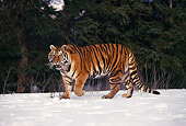 TGR 02 RK0049 09
Siberian Tiger Standing On Snow Trees Background