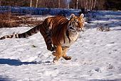 TGR 02 RK0051 01
Siberian Tiger Running On Snow