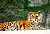 TGR 02 RW0001 01
Siberian Tiger Laying On Snow