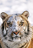 TGR 02 TK0001 01
Head On Head Shot Of Tiger In Snow