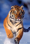TGR 02 TL0001 01
Siberian Tiger Running On Snow Towards Camera
