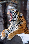 TGR 02 TL0002 01
Shoulder Shot Of Siberian Tiger Yawning