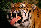 TGR 02 TL0004 01
Humorous Shot Of Siberian Tiger Snarling