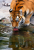 TGR 02 TL0005 01
Siberian Tiger Drinking Water