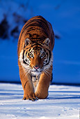 TGR 02 TL0007 01
Siberian Tiger Walking On Snow Towards Camera