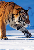 TGR 02 TL0011 01
Profile Head Shot Of Siberian Tiger Walking On Snow