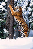 TGR 02 TL0013 01
Siberian Tiger Marking Tree With Claws