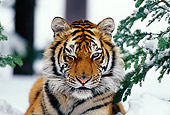 TGR 02 TL0014 01
Portrait Head Shot Of Siberian Tiger In Snow