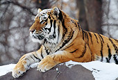 TGR 02 TL0018 01
Siberian Tiger Laying On Snow-Covered Rock