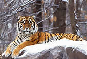 TGR 02 TL0019 01
Profile Of Siberian Tiger Laying On Snow-Covered Rock