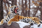 TGR 02 TL0020 01
Profile Of Siberian Tiger Yawning On Snow-Covered Rock