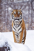 TGR 02 TL0021 01
Head On Shot Of Siberian Tiger Standing On Snow-Covered Rock