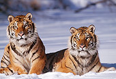TGR 02 TL0022 01
Portrait Of Two Siberian Tigers Laying On Snow