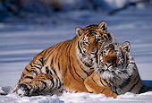TGR 02 TL0024 01
Two Siberian Tigers Mating On Snow