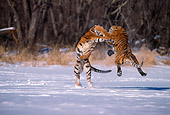 TGR 02 TL0025 01
Two Siberian Tigers Fighting On Snow