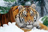 TGR 02 TL0026 01
Shoulder Shot Of Siberian Tiger Laying On Snow Under Evergreen Tree