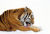 TGR 02 TL0027 01
Profile Shoulder Shot Of Siberian Tiger Laying On Snow Grooming Self