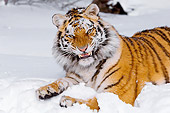 TGR 02 TL0033 01
Growling Siberian Tiger Laying On Snow